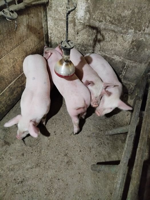 Домашні поросята