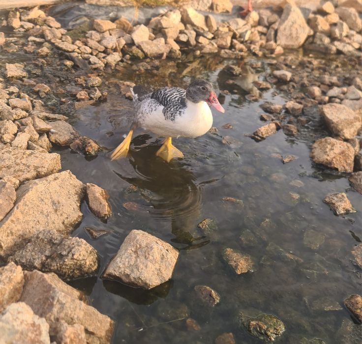 Patos mudos machos para venda ou troca- adultos e jovem