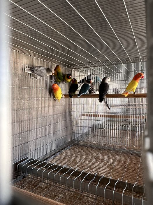 Agapornis ficher e personatus sexados