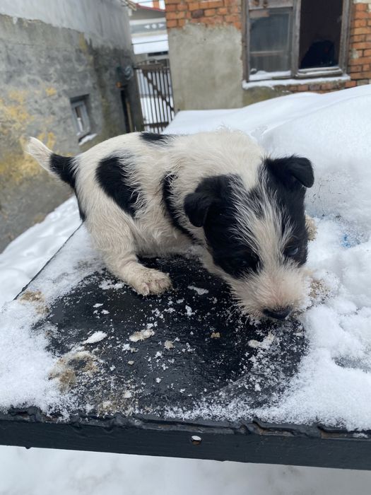 Фокси шукають господарів