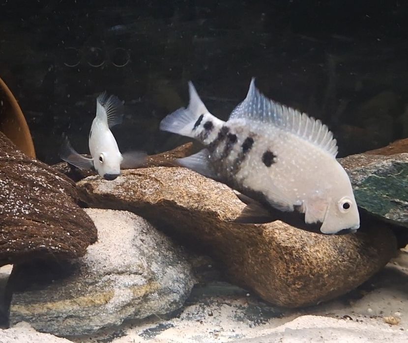 Pielęgnica Herichthys Tamasopoensis