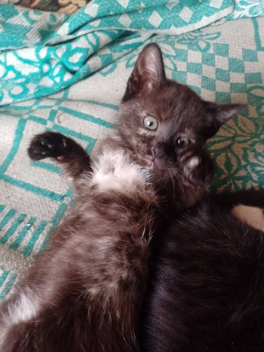 Віддам кошенят безкоштовно