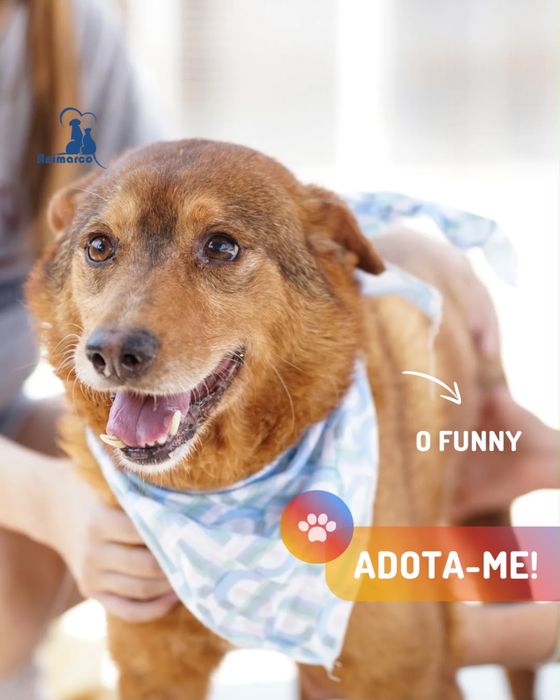 Funny - cao porte medio - para adoçao