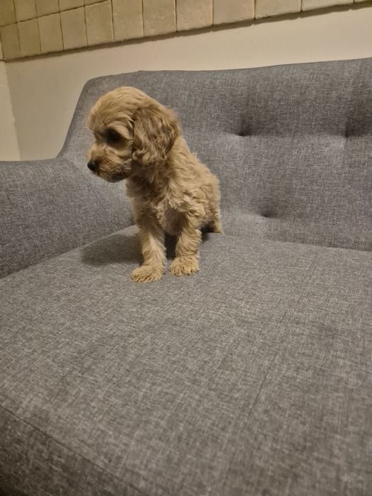 Cockapoo suczkaa