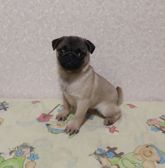 Малышка  мопсюлька