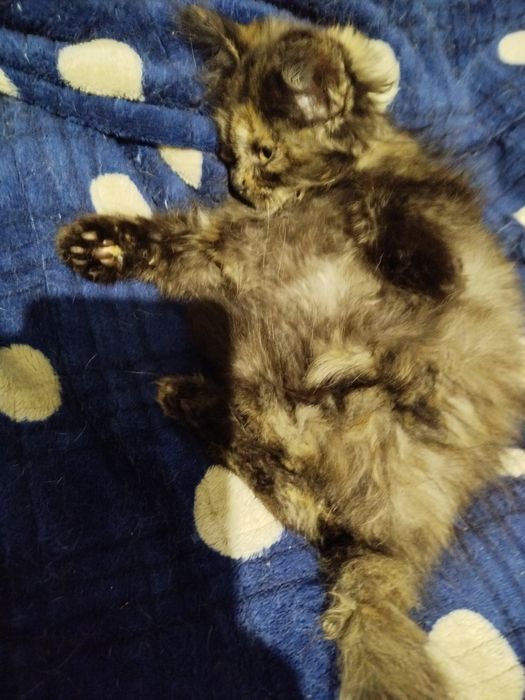 Очень спокойный маленький котенок ищет дом