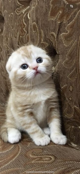 Скоттиш ( фолд )