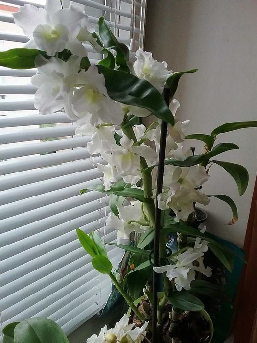 Орхідеї, дендробіум Нобіле білого  кольору