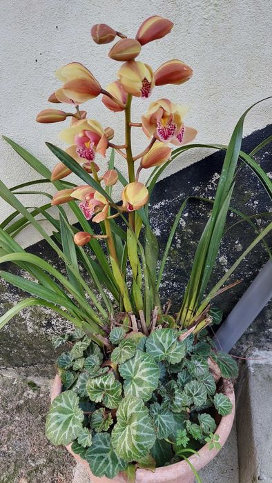 Orquídeas variadas cores