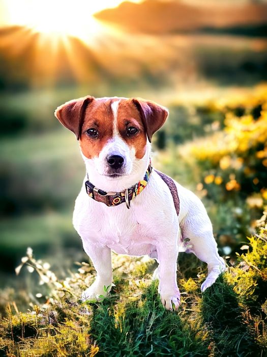 Клубні   малюки.