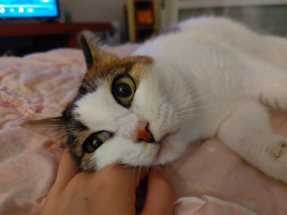Sally- gata amorosa para adoção responsável