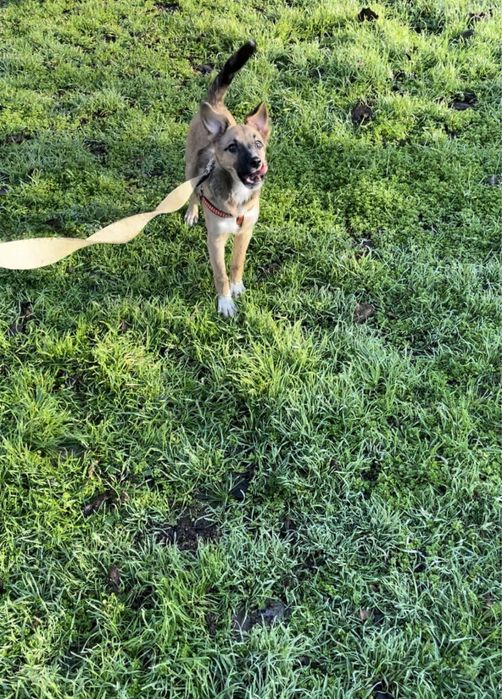 Собака шукає дім для охорони.