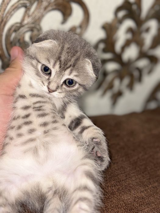 Котята Шотландські