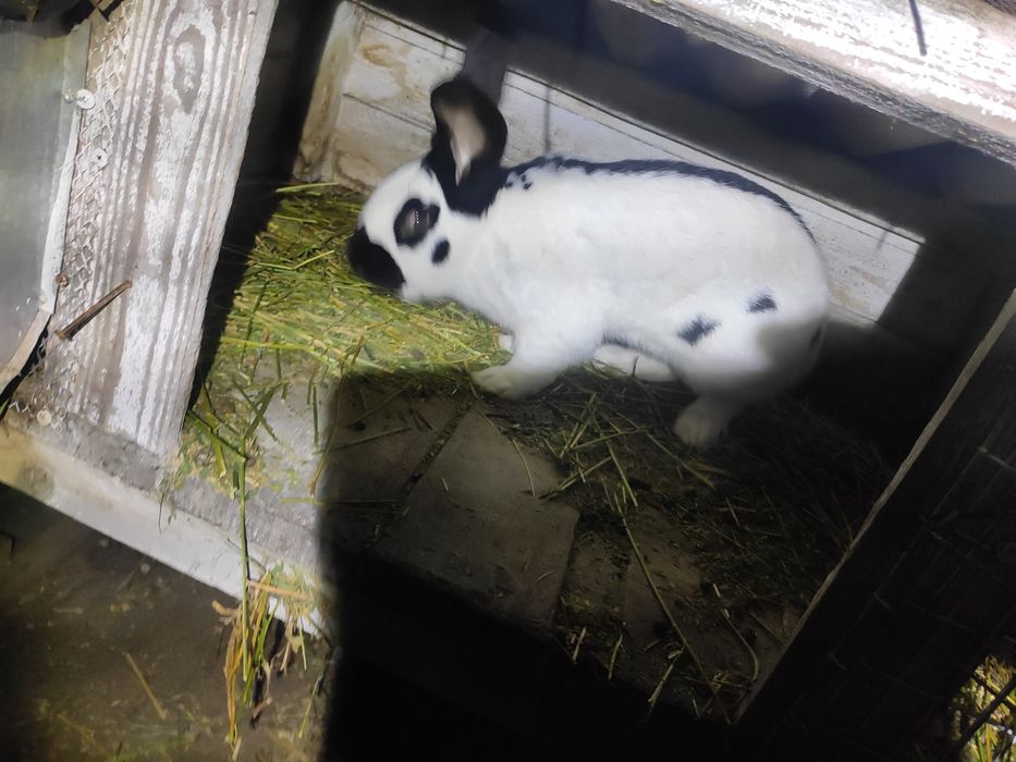 Змінять місце проживання кролики шиншили і німецький строкач