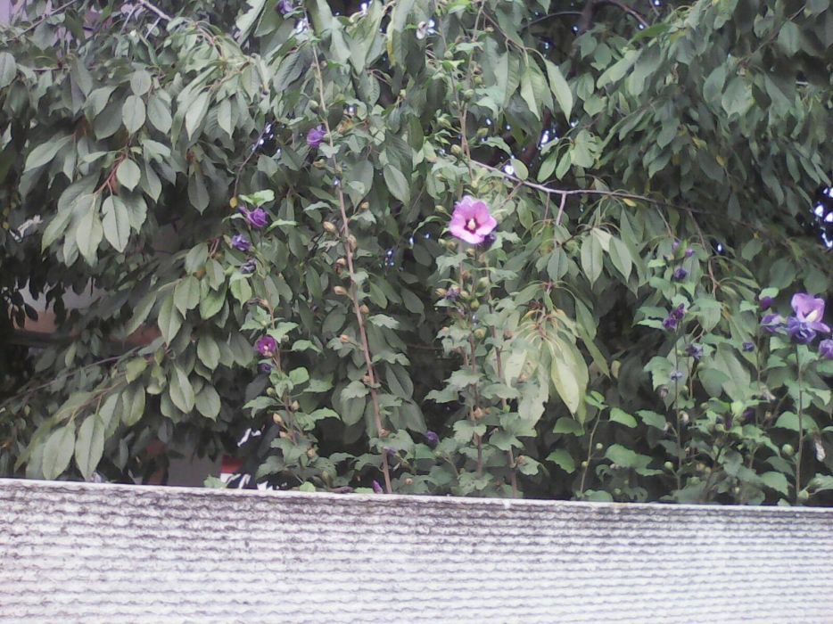 Часник Рокамболь, саженцы гибискуса, древовидной черники (ирга)