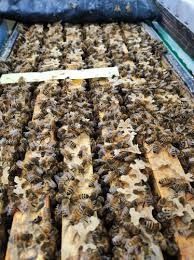 Пчелопакеты карника