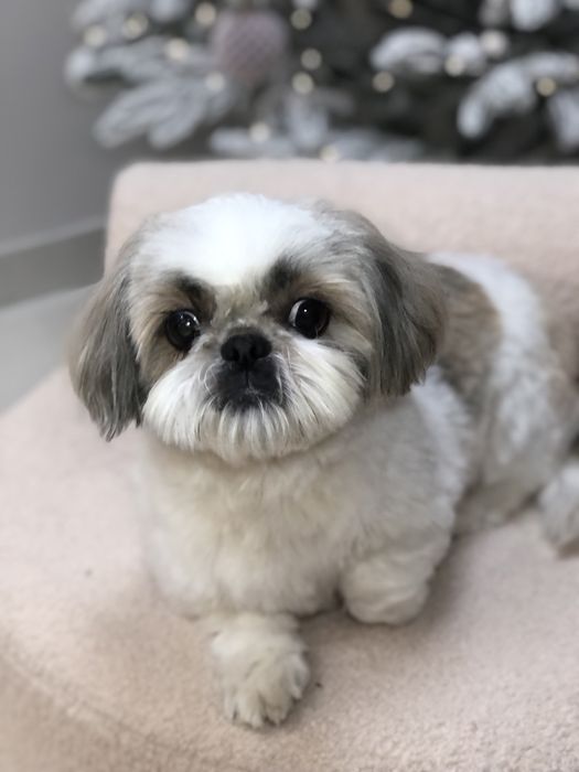 Грумінг,грумер тернопіль