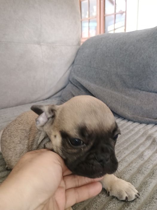 Buldog francuski