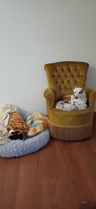 Hospedagem e pet sitting para cães pequenos, médios e grandes