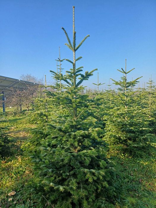 Choinki -  Świerk, jodła