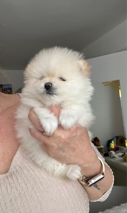 Lulu da pomerania menino anão