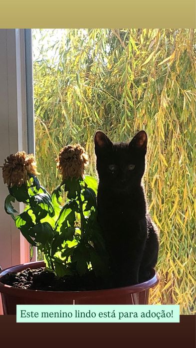 Gatinho preto para adoção responsável -