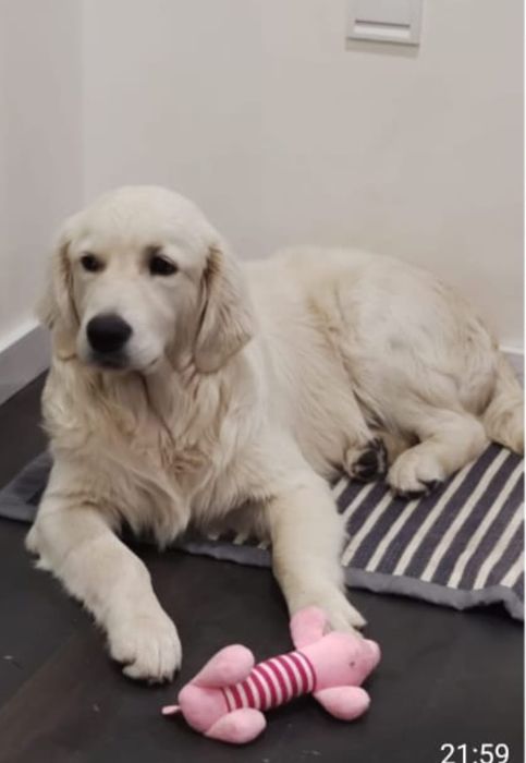 Golden retriever