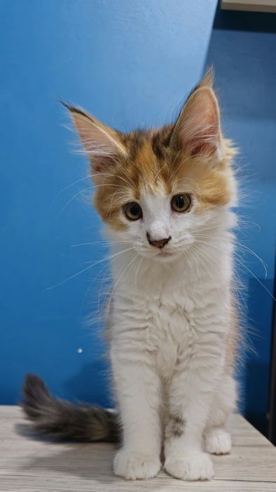 Szylkretowa Koteczka Maine Coon