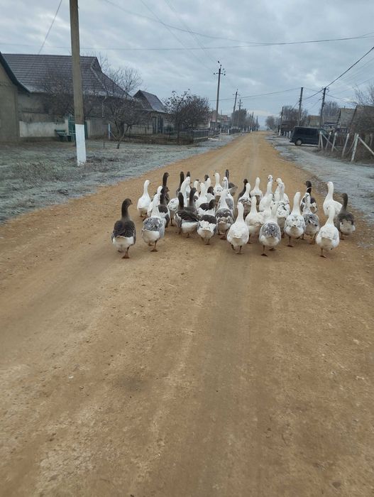 Гуси на розвод очень хорошие