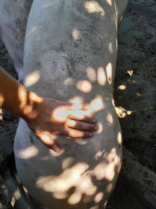 Кнур на плем'я породи Оптімус