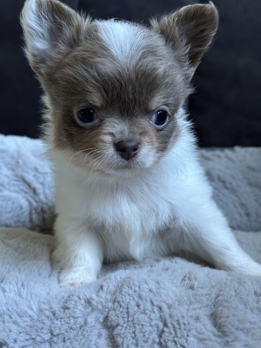 Dziewczynka chihuahua XS