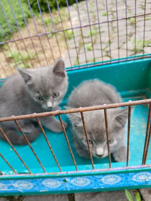 Британські кошенята