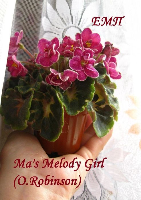 Мини, полумини фиалки