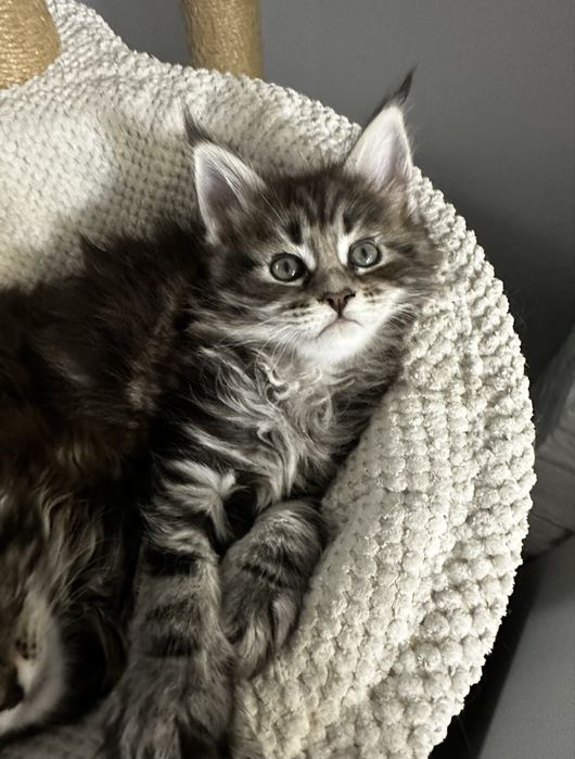 Котята Мейн кун из проф питомника