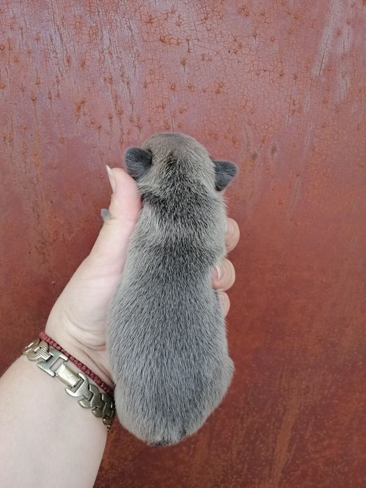 Чистокровні Французики Хлопчики та дівчатка є доставка