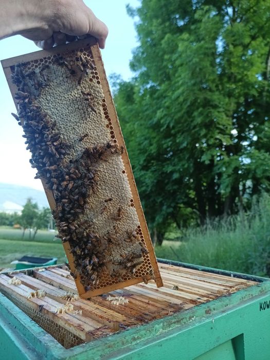 Miód nektarowo spadziowy z terenów leśnych