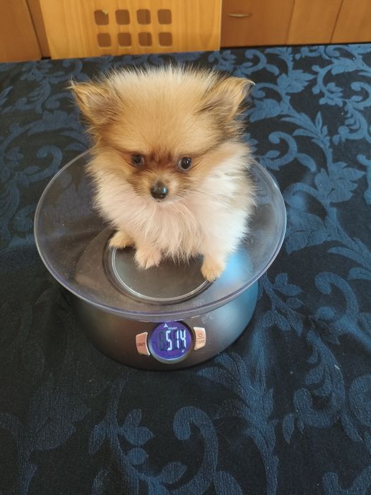 Spitz alemão menino mini