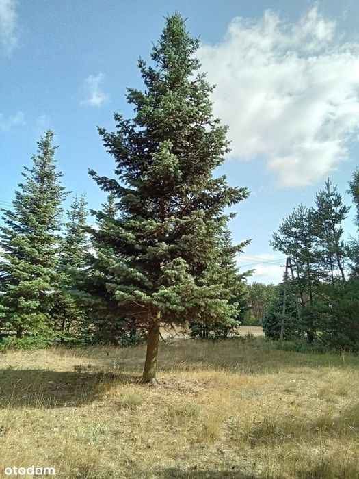 Zdjęcie 3