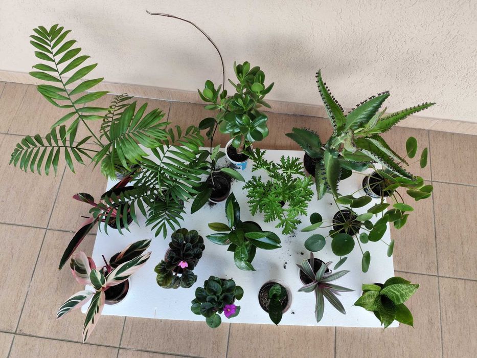 Rośliny doniczkowe różne .