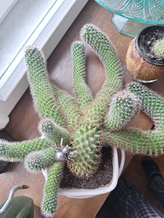 Кактус, кактуси, вазони