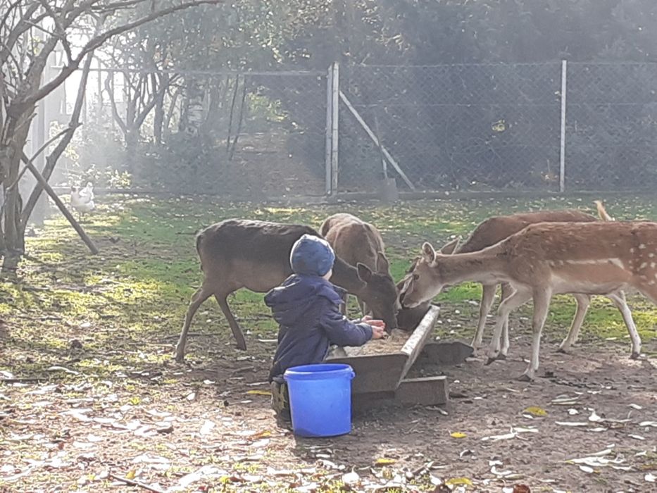 Cielak z 2022r ARiMR oswojony z transportem
