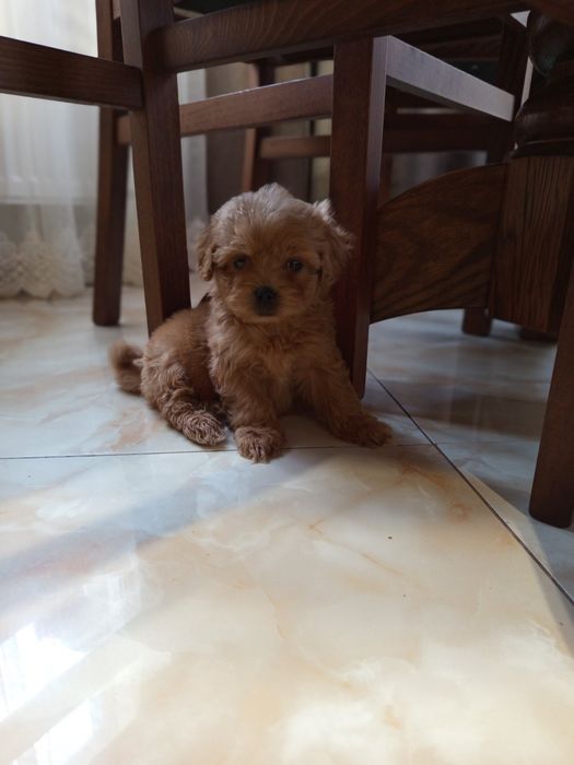 Мальтіпу хлопчик