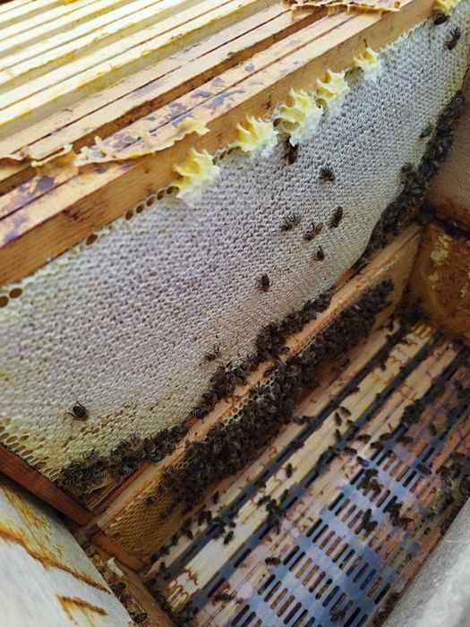 Przezimowane rodziny pszczele - Dadant / Langstroth (Krzeszowice)