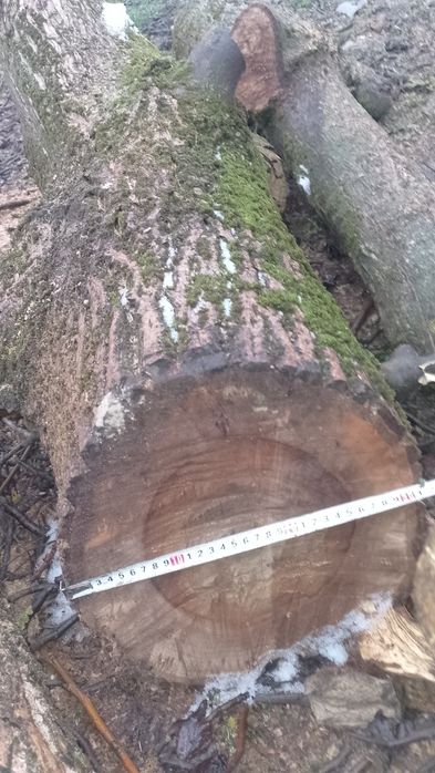 Продам дерева горіха.