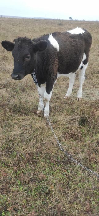 Продається яливка