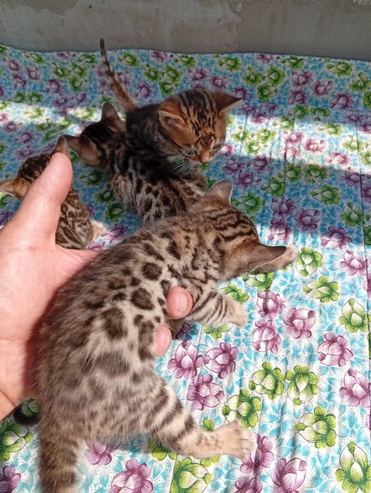 Бенгальские котята