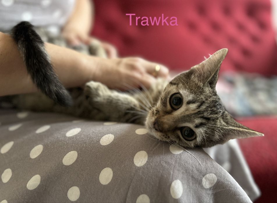 Adoptuj kociaka!