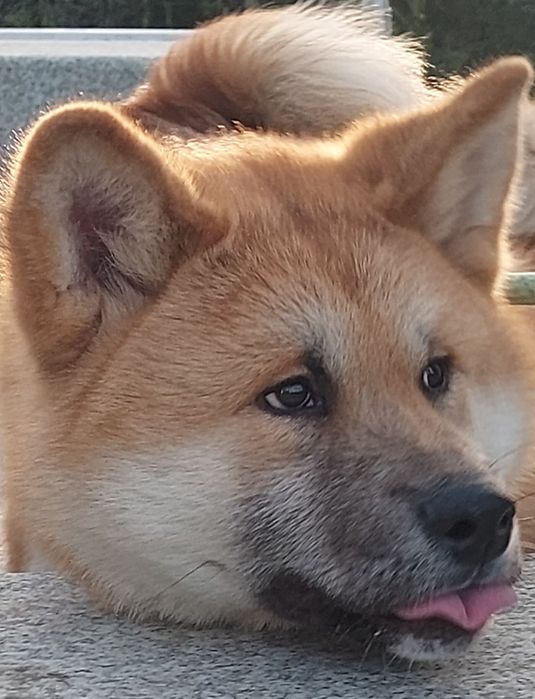 Akita inu japonês
