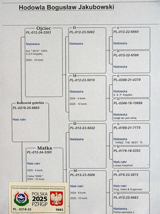 Gołębie Pocztowe - Hodowla Jakubowski