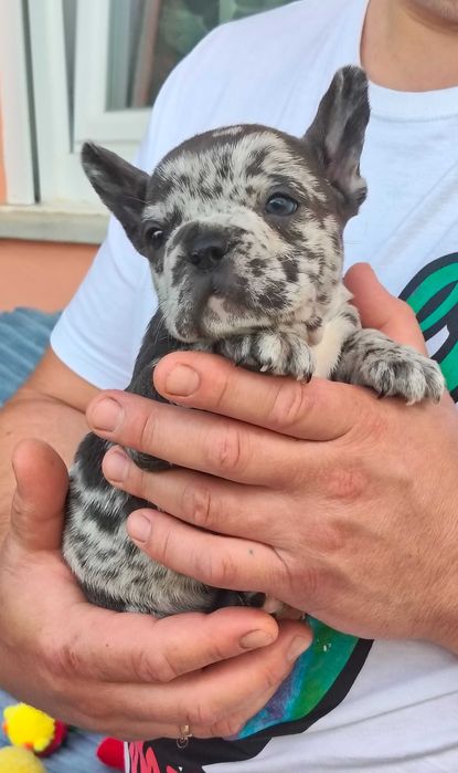 Buldogue Francês  femea Merle